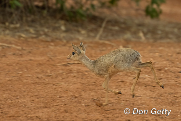 Kirk's Dik-dik