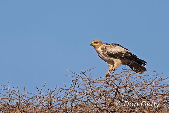 Tawny Eagle