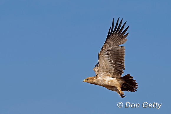 Tawny Eagle