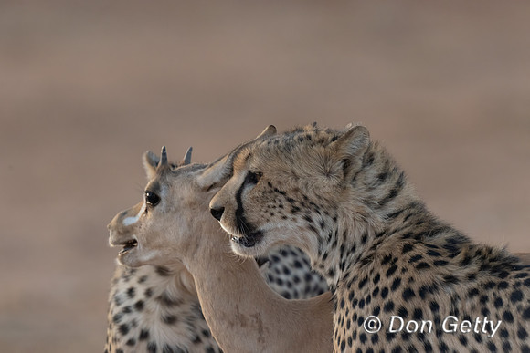 Cheetah