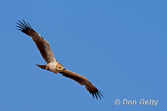 Tawny Eagle