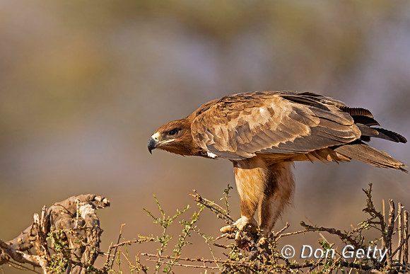 Tawny Eagle