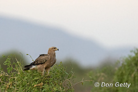 Tawny Eagle