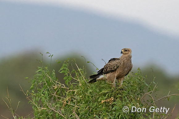 Tawny Eagle