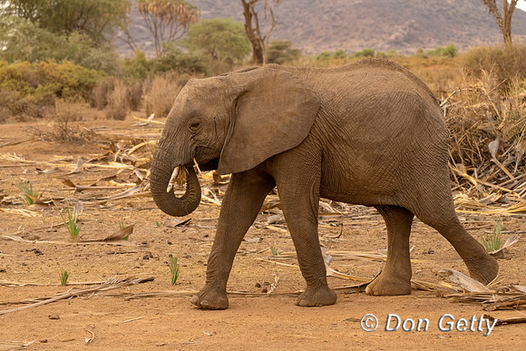 Elephant