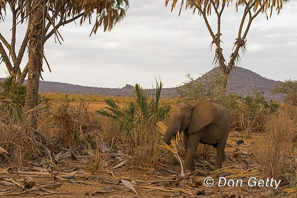 Elephant