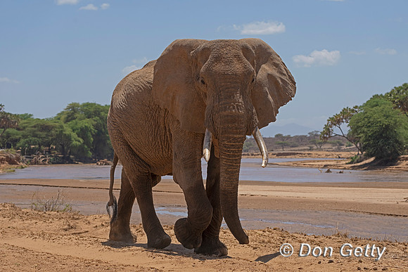 Elephant