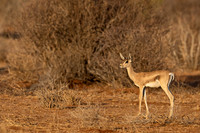 Gazelle, Grant's