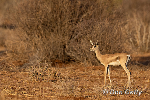 Grants Gazelle