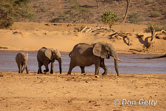 Elephant