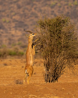 Gerenuk