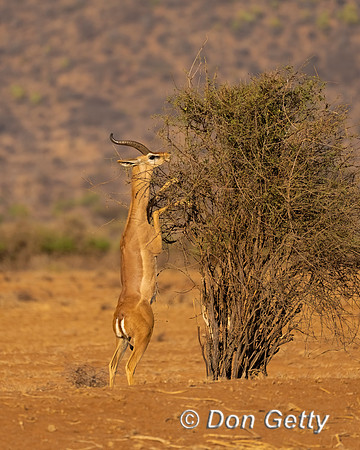 Gerenuk