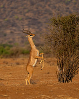 Gerenuk