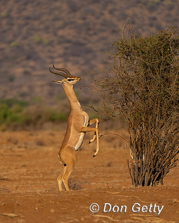 Gerenuk