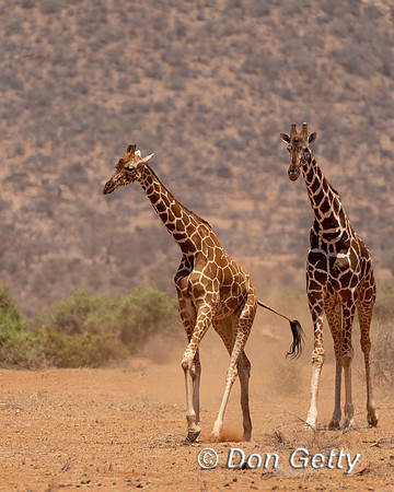 Reticulated Giraffe