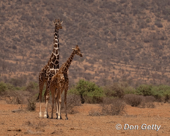 Reticulated Giraffe
