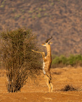 Gerenuk