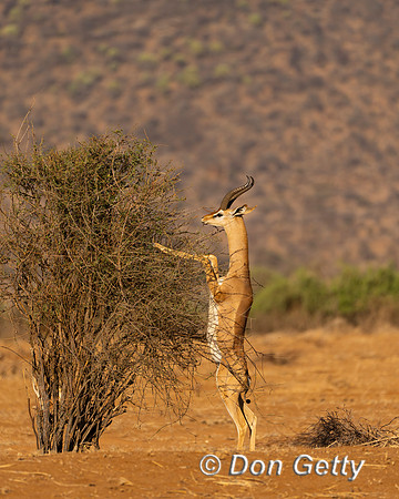 Gerenuk