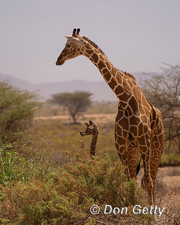 Reticulated Giraffe