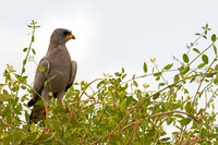 Eastern Chanting Goshawk