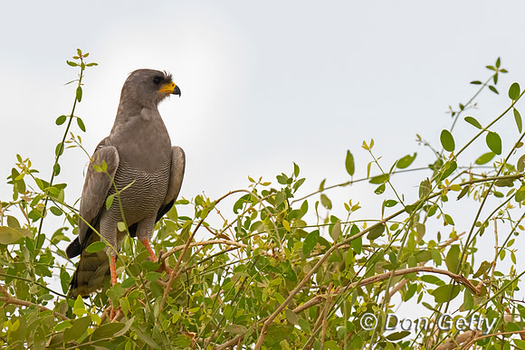 Eastern Chanting Goshawk