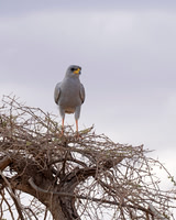 Eastern Chanting Goshawk