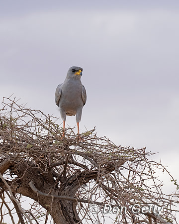 Eastern Chanting Goshawk