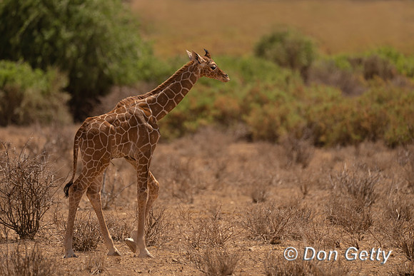 Reticulated Giraffe