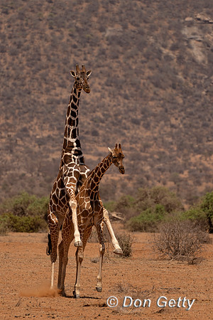 Reticulated Giraffe