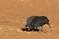 Vulturine Guineafowl