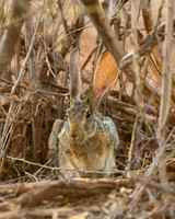 Hare, African Savanna