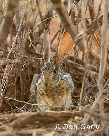 African Savana Hare