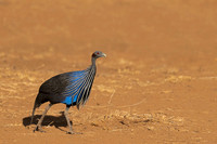 Vulturine Guineafowl