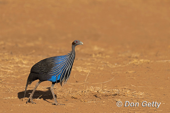 Vulturine Guineafowl