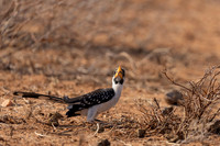Eastern Yellow-billed Hornbill