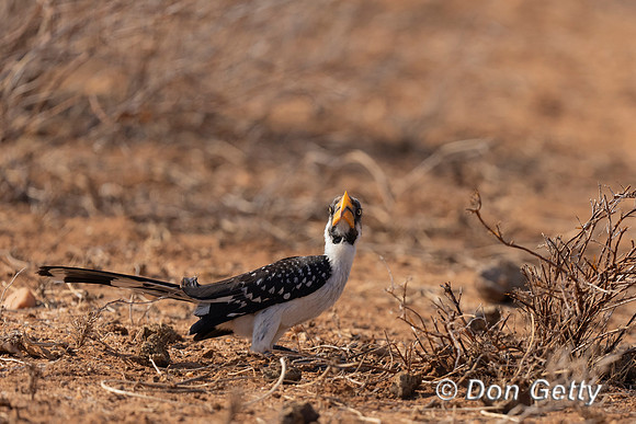 Eastern Yellow-billed Hornbill