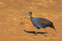 Vulturine Guineafowl