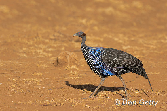 Vulturine Guineafowl