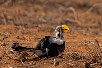 Eastern Yellow-billed Hornbill