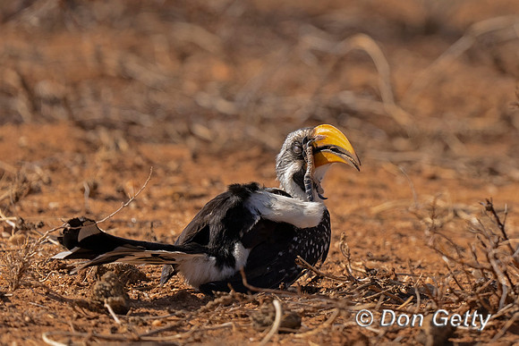 Eastern Yellow-billed Hornbill