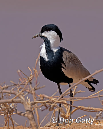 Spur-winged Lapwing
