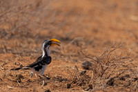 Eastern Yellow-billed Hornbill