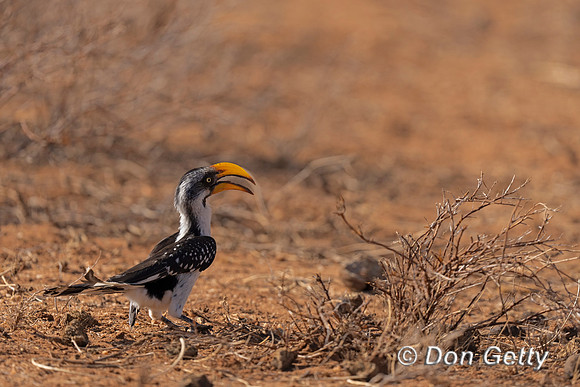 Eastern Yellow-billed Hornbill