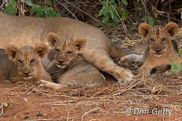 Lion_DSC00493