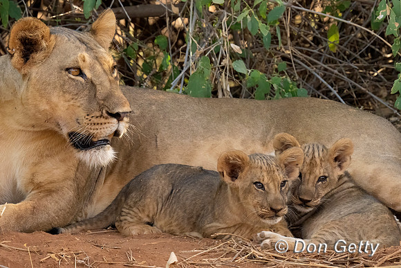 Lion_DSC00464