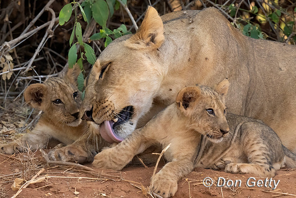 Lion cubs