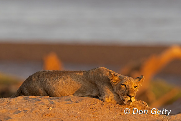 Lion