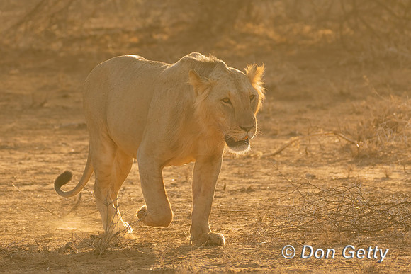 Lion