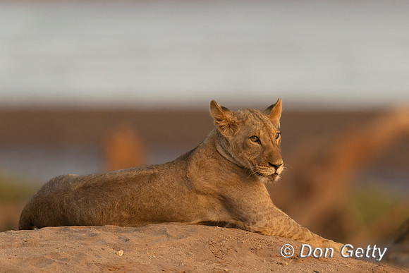 Lion