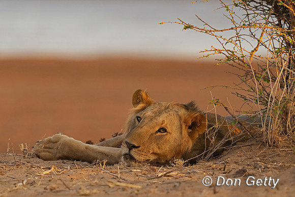 Lion